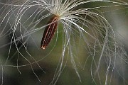IMG_3427