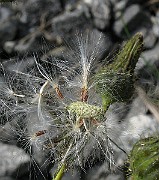 IMG_3428