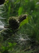 IMG_3430