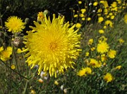 IMG_9819