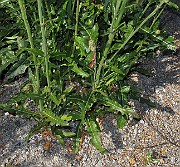 IMG_9822