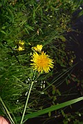 IMG_0406