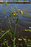IMG_0410