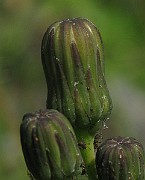 IMG_3402