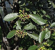 IMG_0730