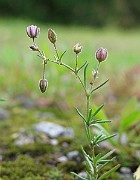 IMG_8110