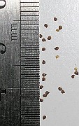 IMG_9914