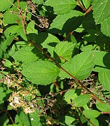 IMG_3161