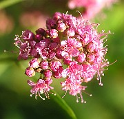 IMG_1579