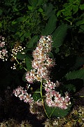 IMG_3516