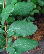 IMG_3520