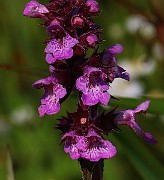 IMG_6493