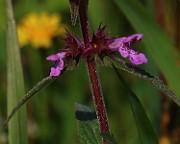 IMG_6493b