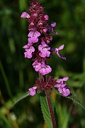 IMG_6494
