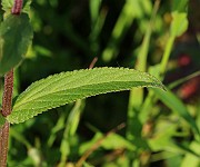 IMG_6495