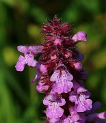 IMG_6498