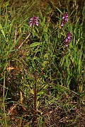 IMG_6522
