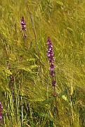 IMG_6532