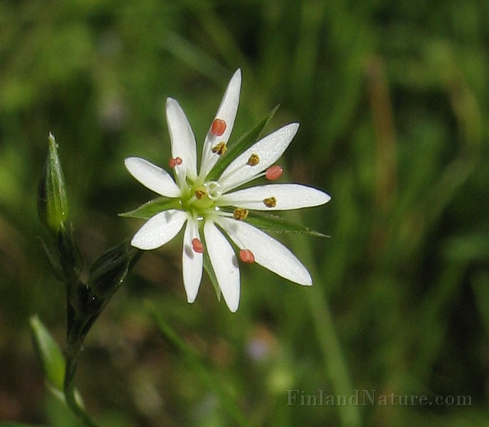 Stellaria_graminea1.jpg