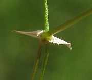 IMG_4939