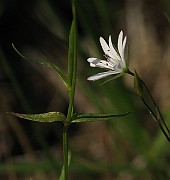 IMG_6966