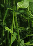 IMG_9011