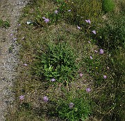 IMG_4458
