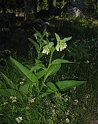 IMG_4224