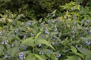 IMG_1676