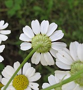 IMG_0141