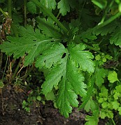 IMG_0142