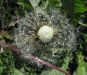 IMG_1611