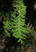 IMG_8870