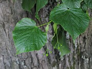 IMG_7246