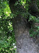 IMG_7248