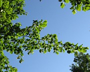 IMG_7249