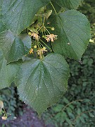 IMG_7925