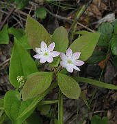 Trientalis_europaea1