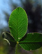 IMG_3878