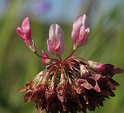 IMG_7666