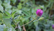 IMG_1905