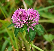 IMG_1925