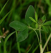 IMG_1928