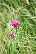IMG_1949