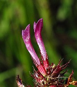 IMG_3930