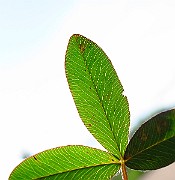 IMG_3932