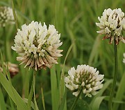 IMG_0476