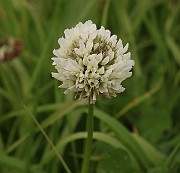 IMG_0480