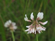 IMG_7601