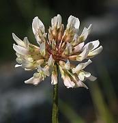Trifolium_repens